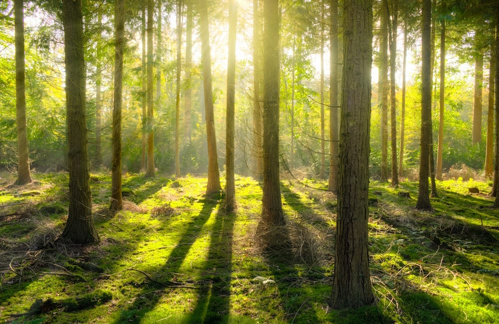 View through the tree line in a forest