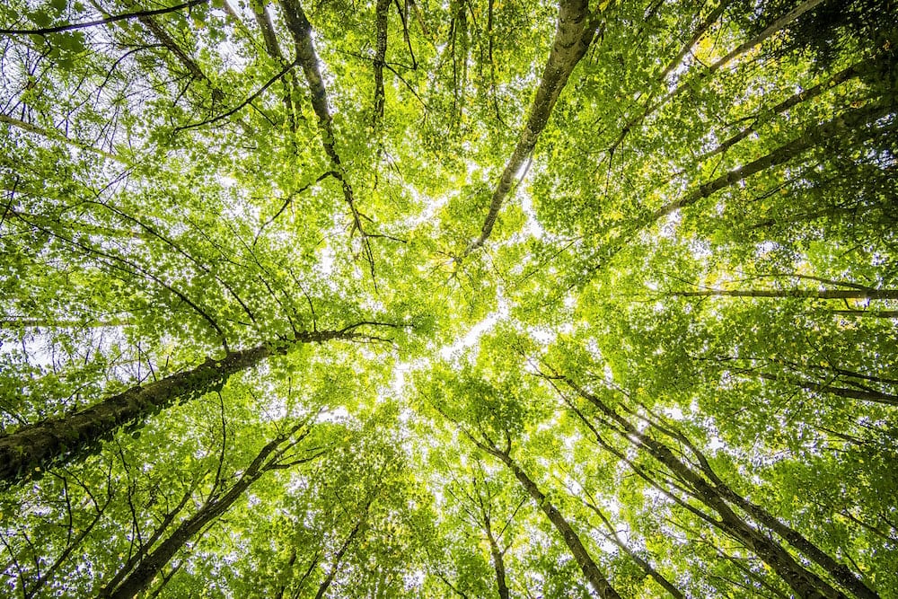 Photo of a tree canopy from below